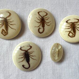 Vintage Real Scorpions in Resin Round Four 1-5/8" Buttons, One 1-1/8" Oval
